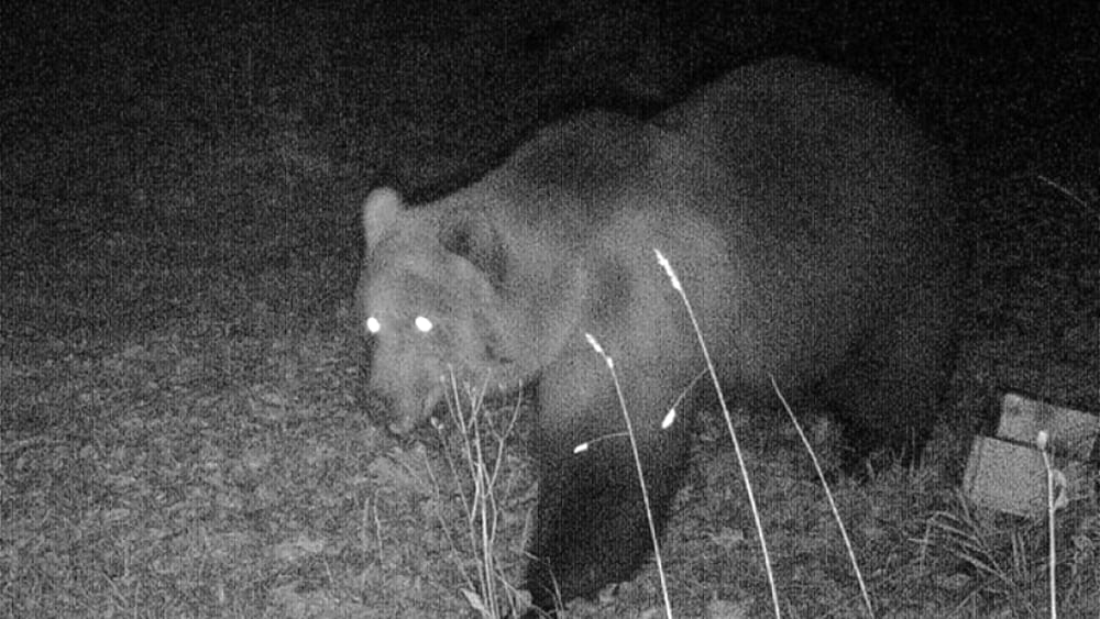 Orso sorpreso dalla fototrappola in Val d'Ossola